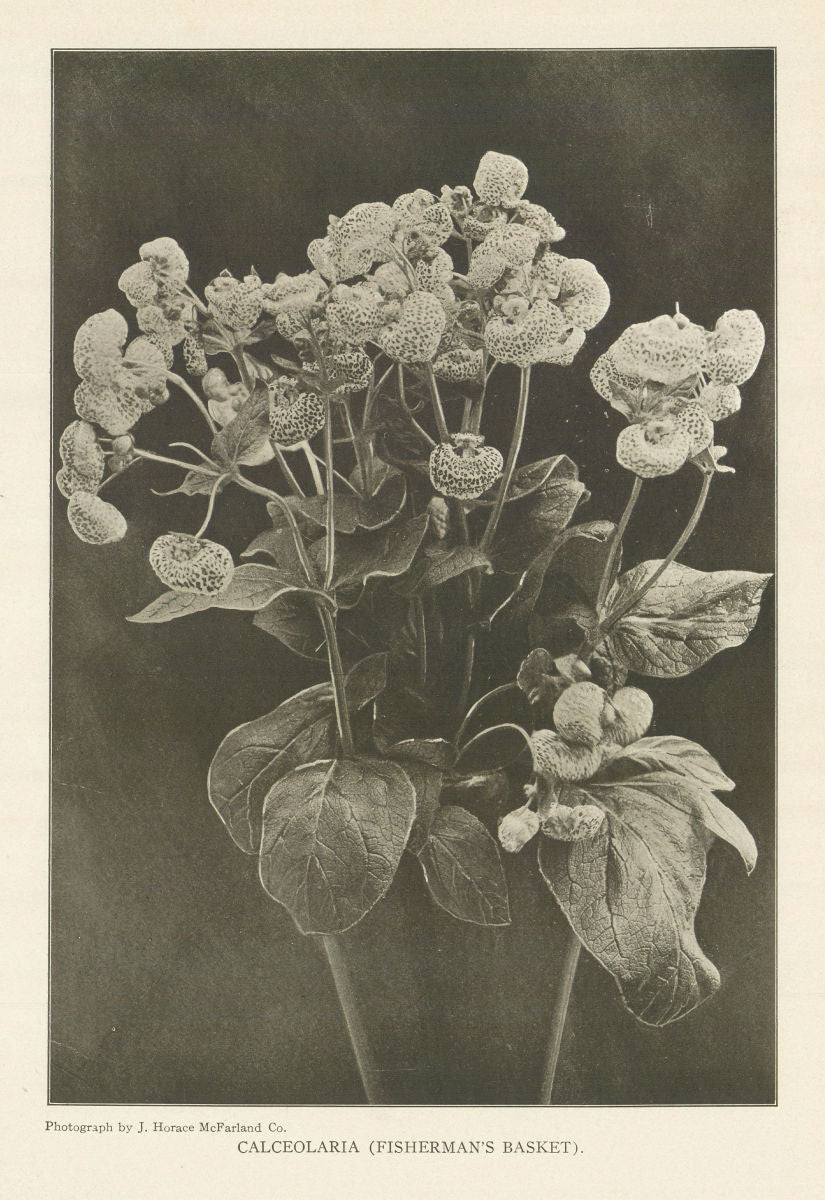 Calceolaria (Fisherman's Basket). Flowers 1907 old antique print picture
